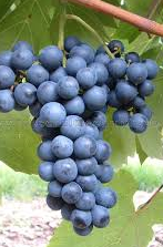 GRAPE VITIS SCHUYLER